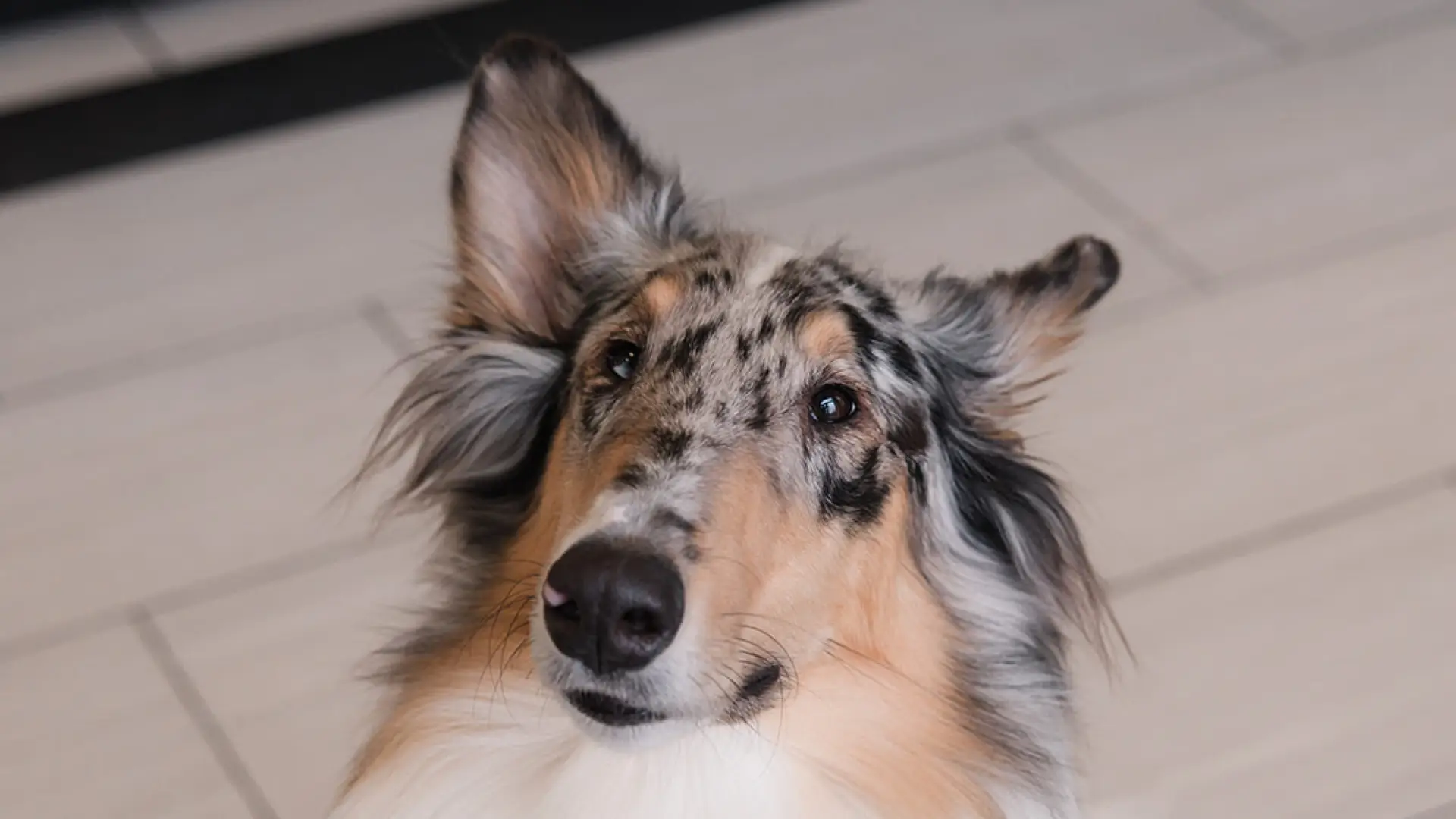 A collie dog sits and looks at the camera in the veterinary lobby of Fairfax Animal Hospital.