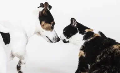 Fairfax Animal Hospital dog cat kissing image