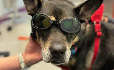 Dog wearing goggles for laser therapy