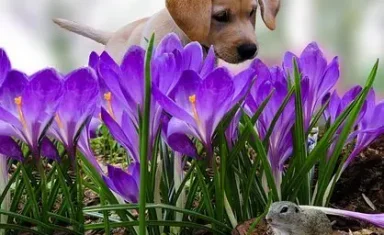 spring, dogs, cats, allergies, pollen, Fairfax Animal Hospital